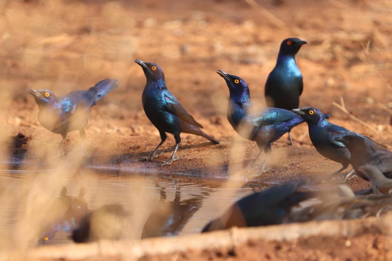 Ukuthula Bush Lodge Hoedspruit Bagian luar foto